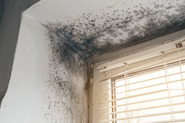 Affordable Mold Cleanup solutions in Pineville, NC
